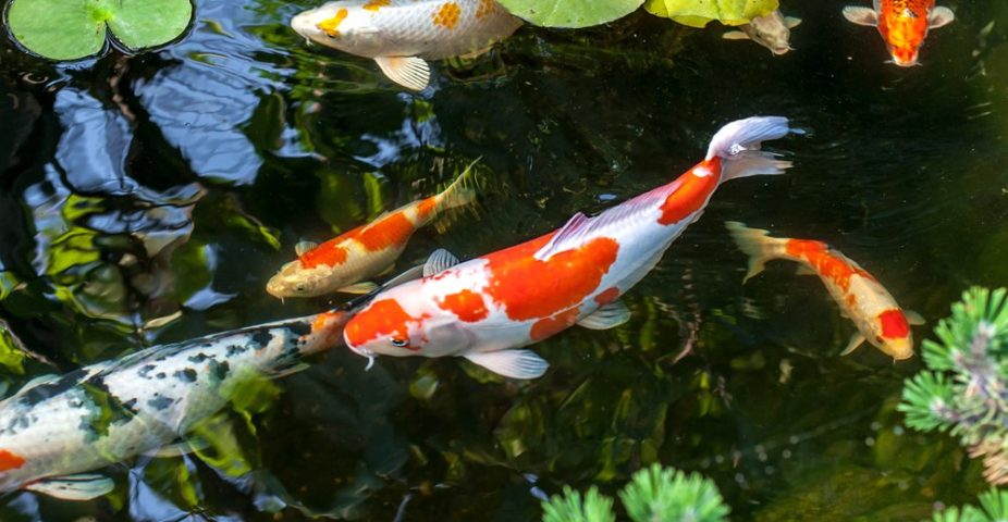 Koi in topconditie houden