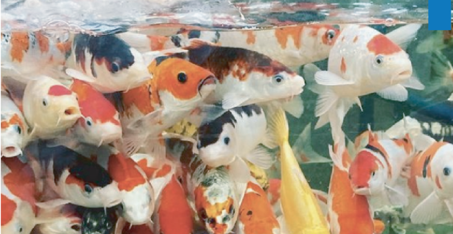 Unikoi op Belgian Koi Show