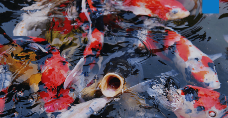 Unikoi deelnemer Holland Koi Show