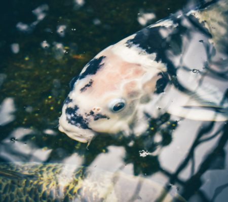 Koi ziektes in het voorjaar