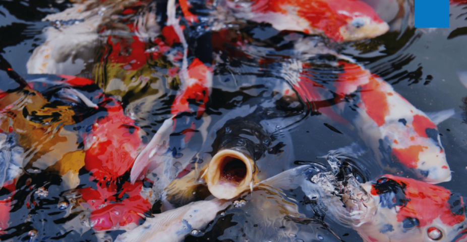 Belgian Koi Show